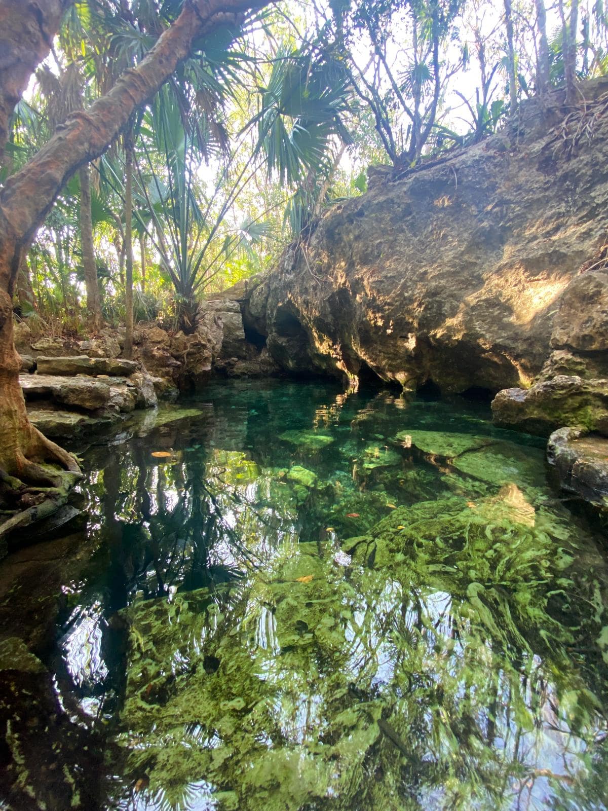 Cenote con vegetación y agua cristalina Vista de un Cenote con sus aguas cristalinas y vegetación circundante