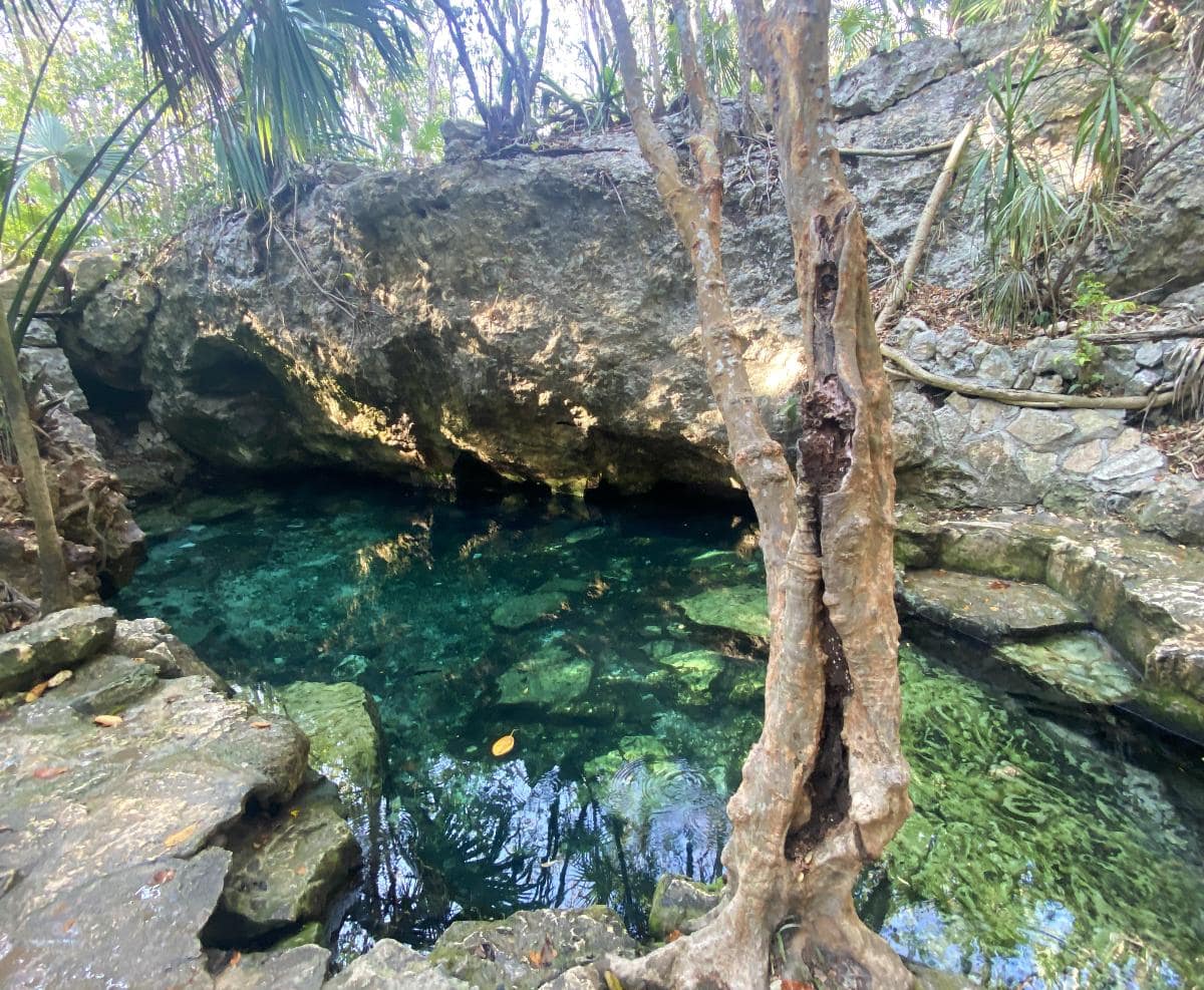 Los cenotes son oasis de tranquilidad Cenote cristalino rodeado de vegetación en la península de Yucatán