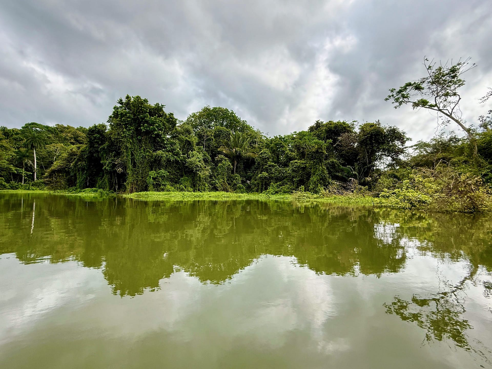Clima tropical en Panamá: qué esperar en zonas como Gamboa Selva tropical en Panamá con río y vegetación exuberante